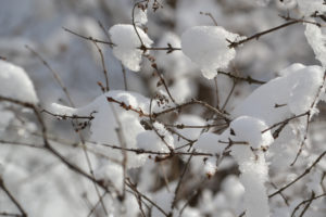 Closeup photo of snow covered branches to illustrate repairs to do after a winter storm.