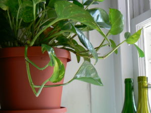 Photo of a beautiful houseplant to illustrate points about houseplants and improved air quality.