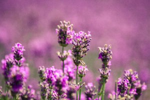 Photo of lavender for an article about good smelling houseplants.