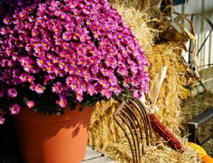 Photo of potted mums on a fall porch for a Thursday tip article on fall curb appeal.