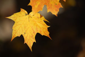 Photo of autumn leaves for an article about Shorewood fall events.