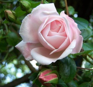 Pink climbing rose