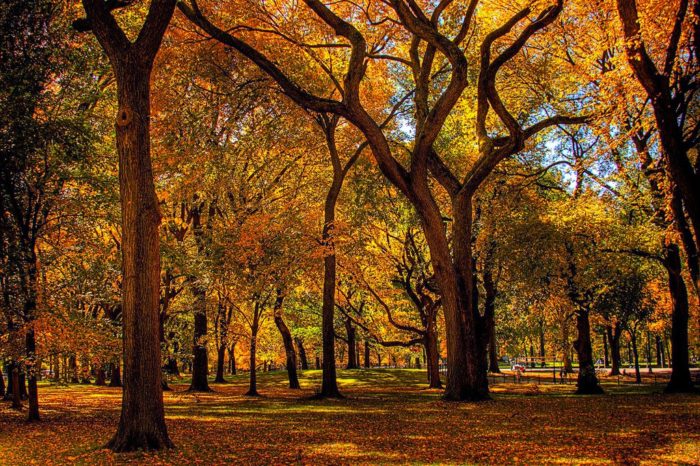 fall_trees