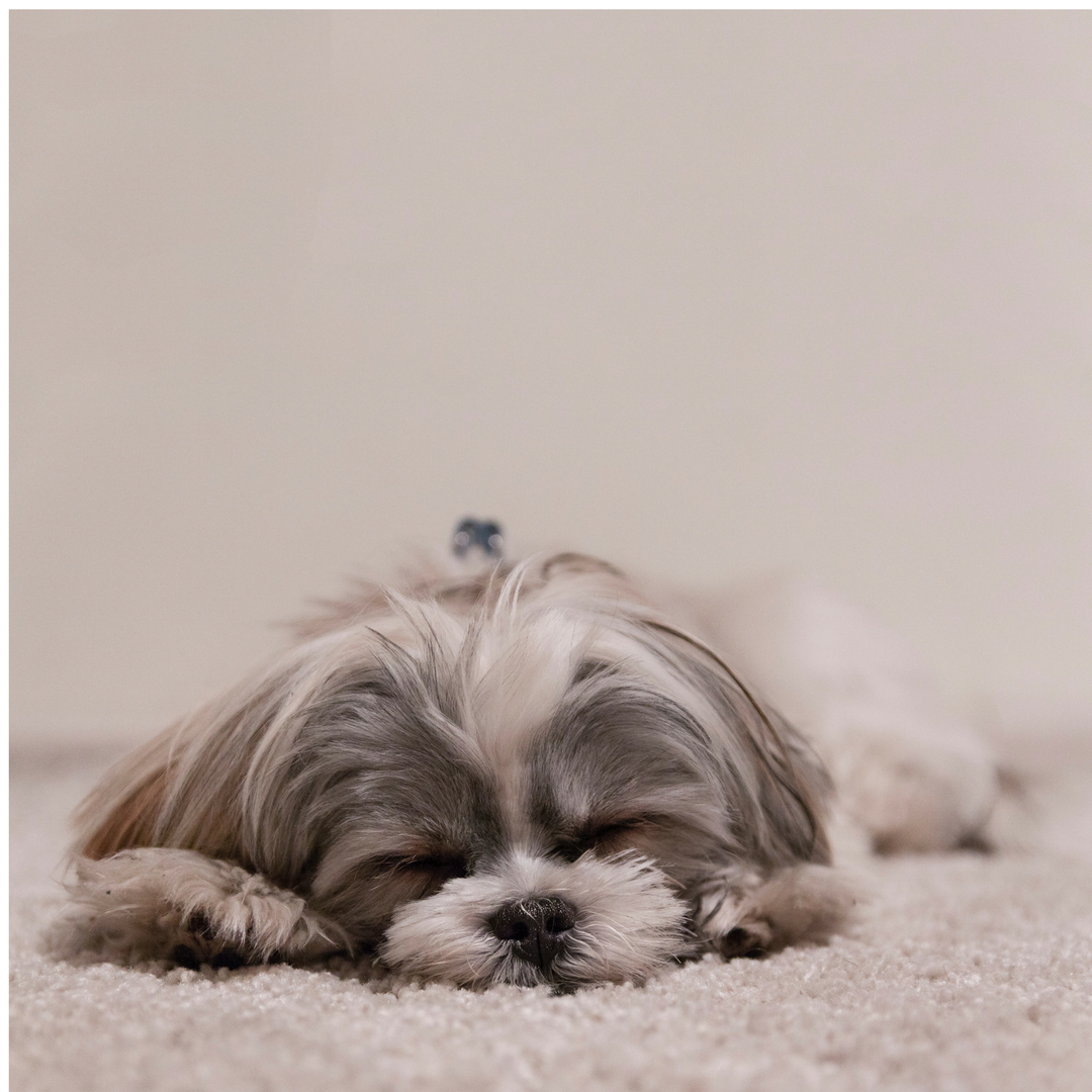 Photo of a cute sleeping puppy for an article about Plainfield weekend events.