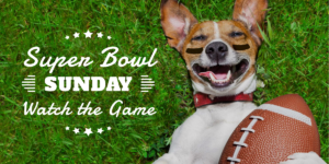 Photo of a dog with a football for an article about Super Bowl 2019.