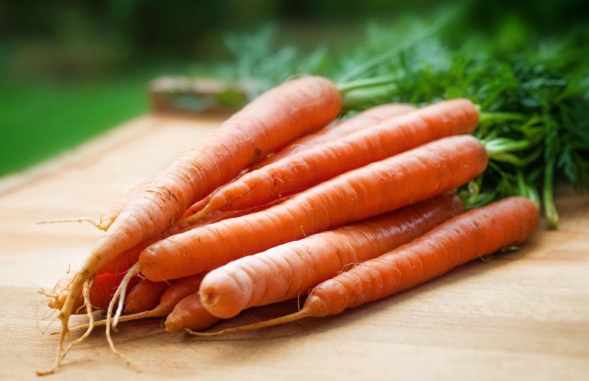 Close up shot of fresh carrots; the Plainfield farmers market will have carrots and other vegetables available.
