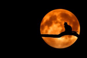 Black cat sitting on a tree limb with a full moon in the background; an outdoor Halloween movie is one of the Shorewood events happening in September. 