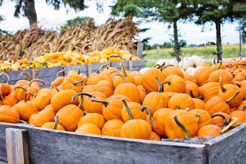 Tractor load of pumpkins; pumpkin patches are just one of the October events happening soon.