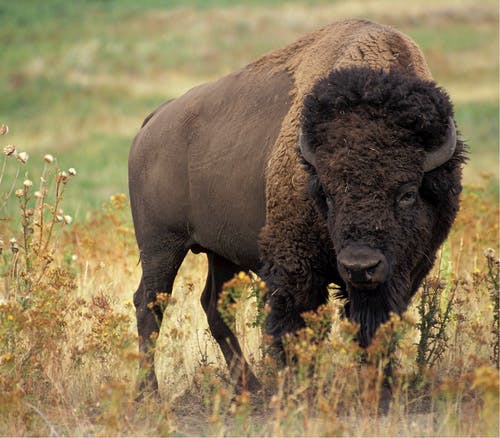 A large bison standing in a field; a bison crawl is one of the November 2019 events happening in Will County.