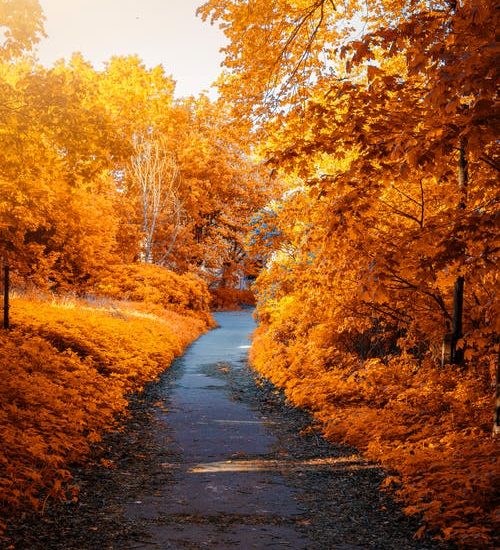 Fall woods with a path running through it; November 2019 events are numerous in Will County.