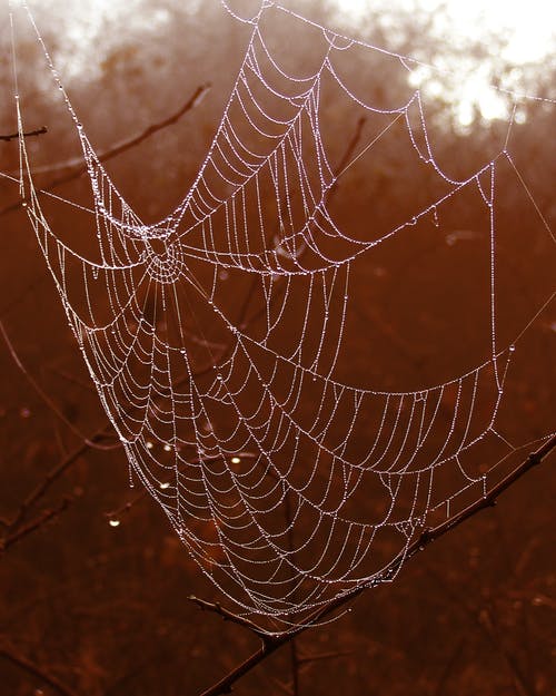 Close up shot of a spider web; there are several spooky Halloween displays to see locally.