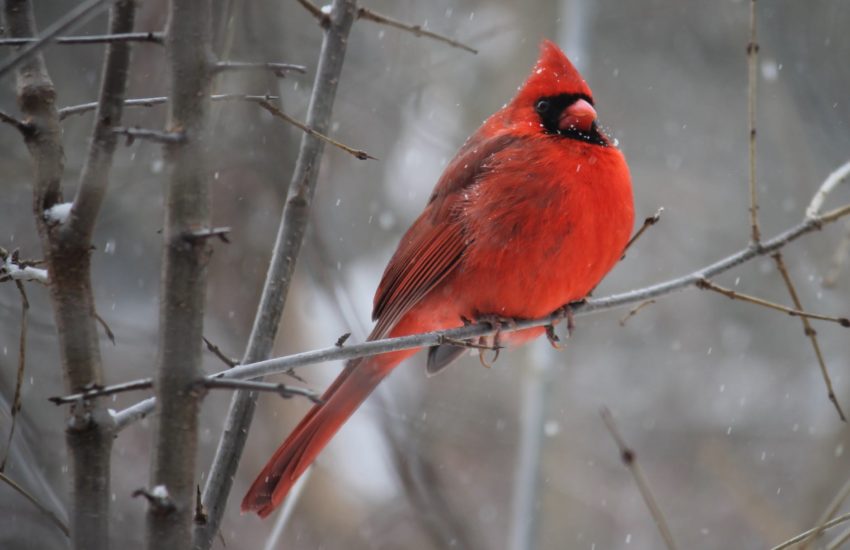 A cardinal sitting on a bare winter branch; winter homebuying has many advantages.
