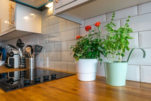 Clean kitchen with two small plants by the stove.