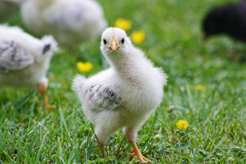 Baby chicken on the ground; baby chickens and more can be found on several local farms.