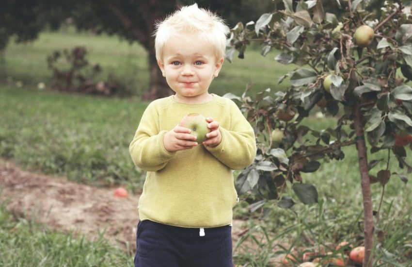 Little boy picking apples; apple picking is just one activity offered during the 2020 fall fests.