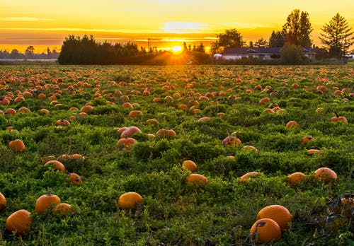 Pumpkin patch against a beautiful sunset.