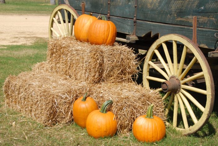 Barrels of hay resting alongside a wagon with pumpkins.